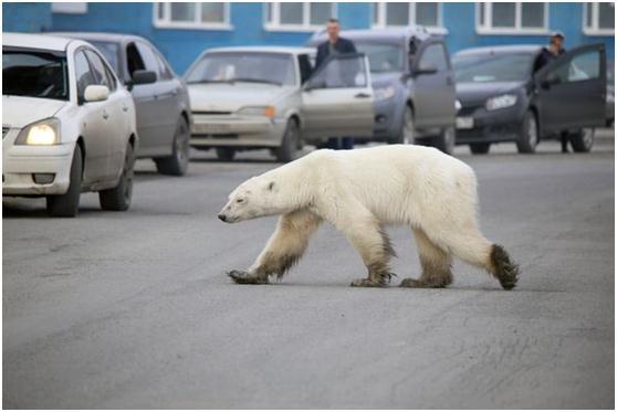 俄罗斯北极熊俄罗斯北极熊简介-第2张图片-太平洋在线