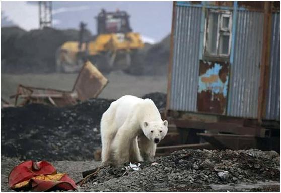 俄罗斯北极熊俄罗斯北极熊简介-第3张图片-太平洋在线