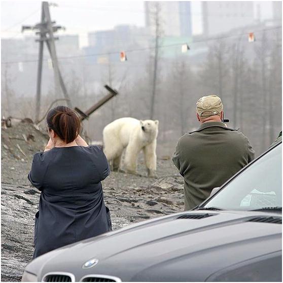 俄罗斯北极熊俄罗斯北极熊简介-第4张图片-太平洋在线