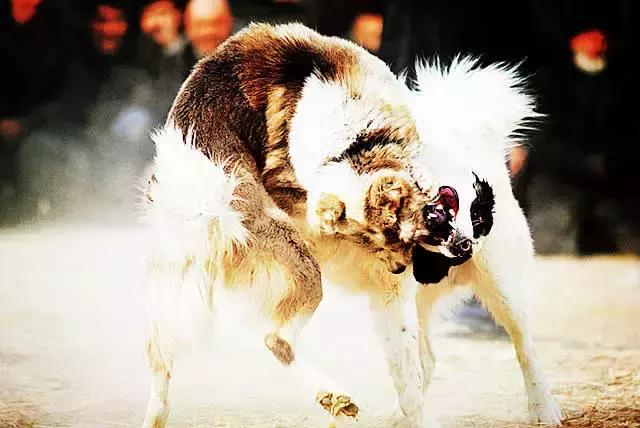 俄罗斯斗狗视频俄罗斯斗牛犬图片-第1张图片-太平洋在线