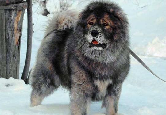 俄罗斯国犬俄罗斯高加索犬-第2张图片-太平洋在线