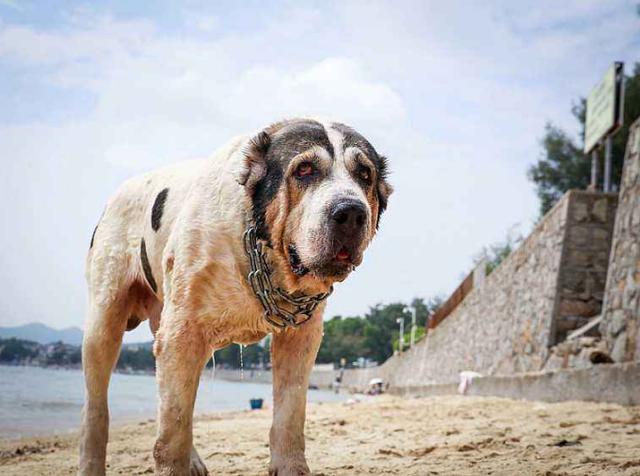 俄罗斯国犬俄罗斯高加索犬-第3张图片-太平洋在线