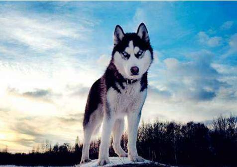 俄罗斯国犬俄罗斯高加索犬-第6张图片-太平洋在线