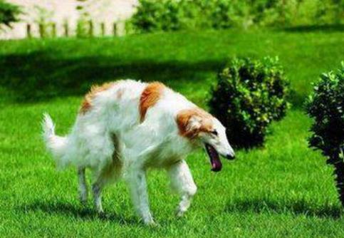 俄罗斯国犬俄罗斯高加索犬-第7张图片-太平洋在线