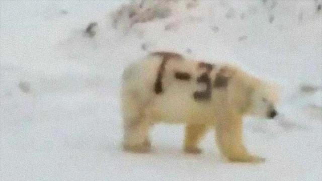 俄罗斯熊照俄罗斯熊头像-第26张图片-太平洋在线