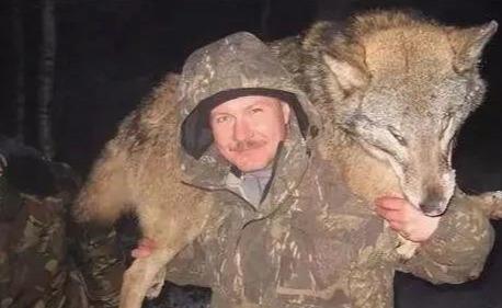 俄罗斯捕狼狼群里真的有60只狼吗-第2张图片-太平洋在线