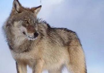 俄罗斯捕狼狼群里真的有60只狼吗-第5张图片-太平洋在线