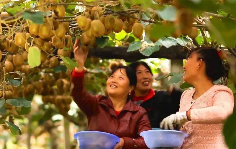 苹果和梨陕西版
:2022年陕西苹果猕猴桃产量分别较上年增长4.8%和7.3%-第1张图片-太平洋在线