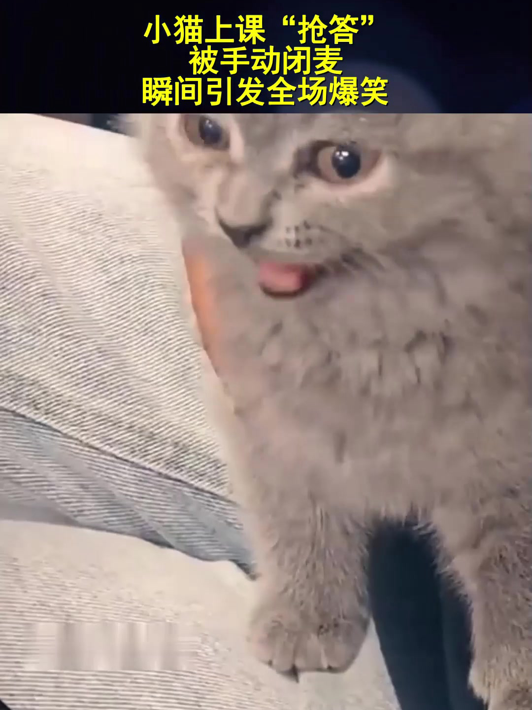 小猫理财手机客户端新浪财经客户端电脑版