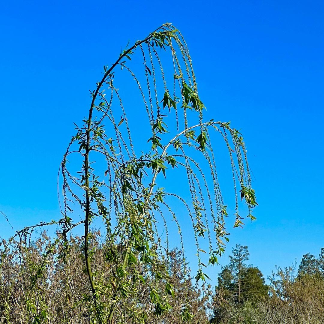 wind风苹果版freewind自由风